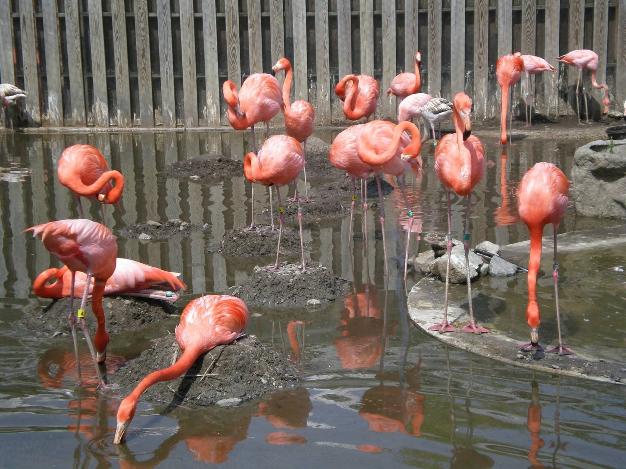 E Zoo Ct