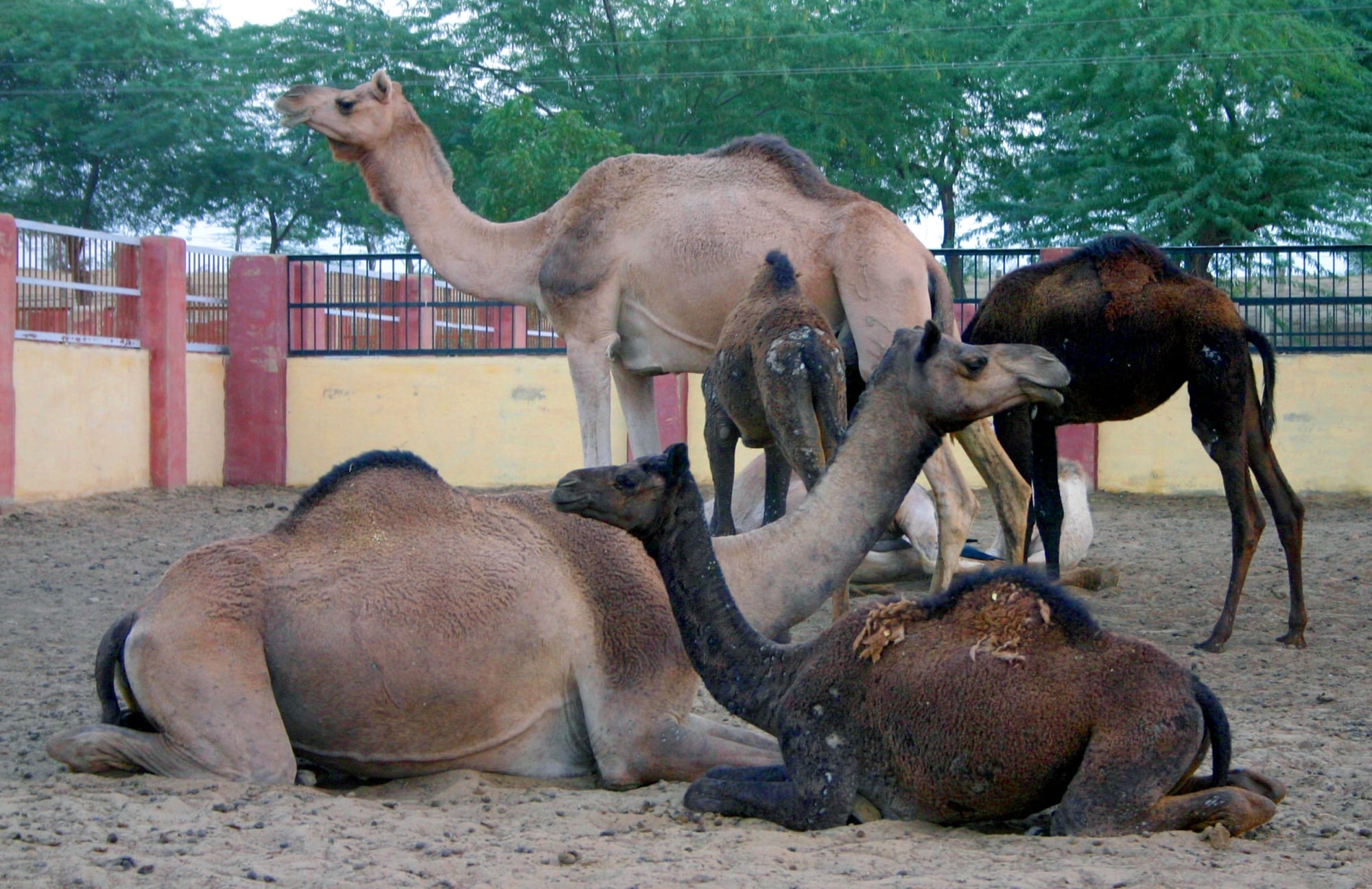 Gajner Wildlife Sanctuary