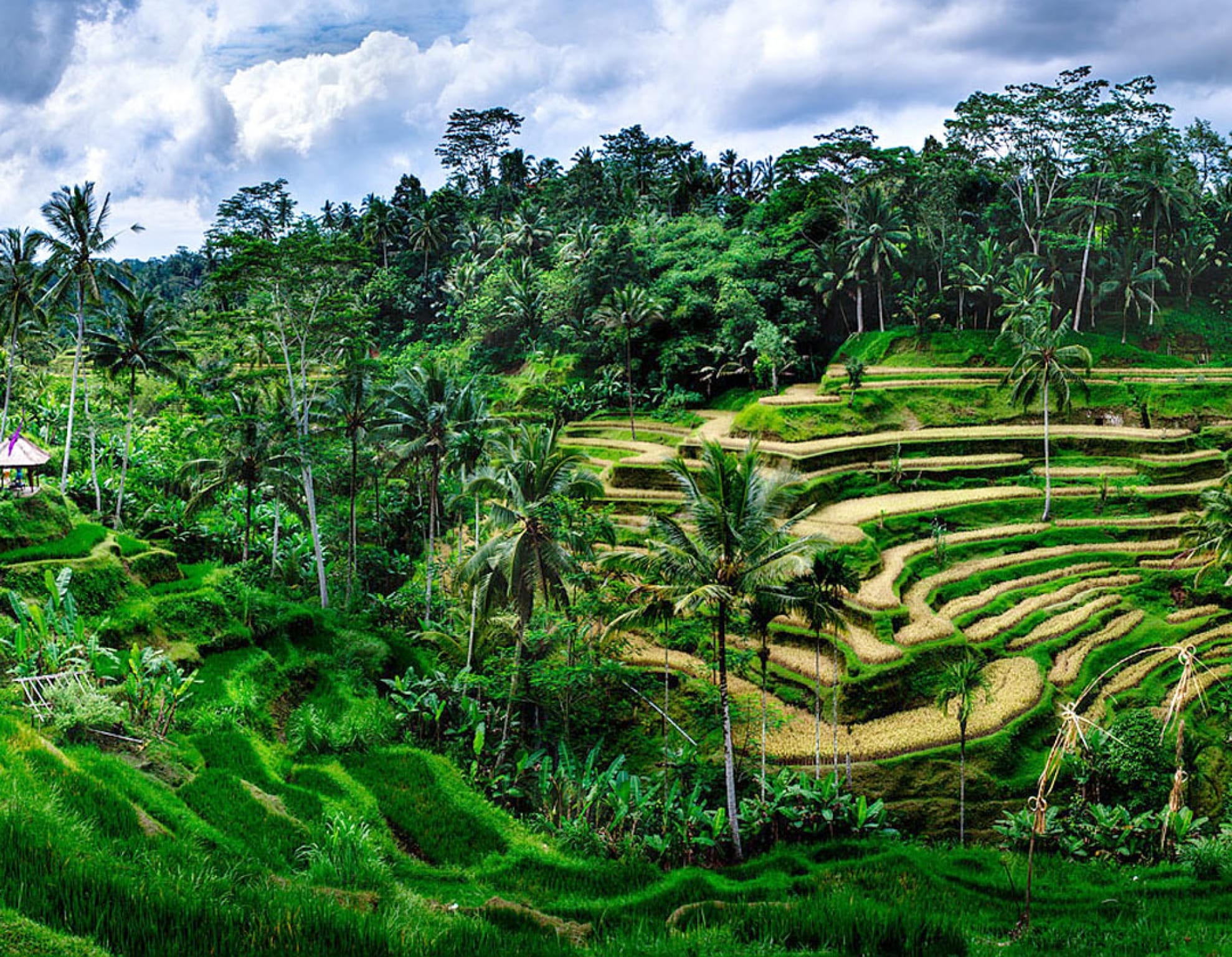 Tegalalang Rice Terrace