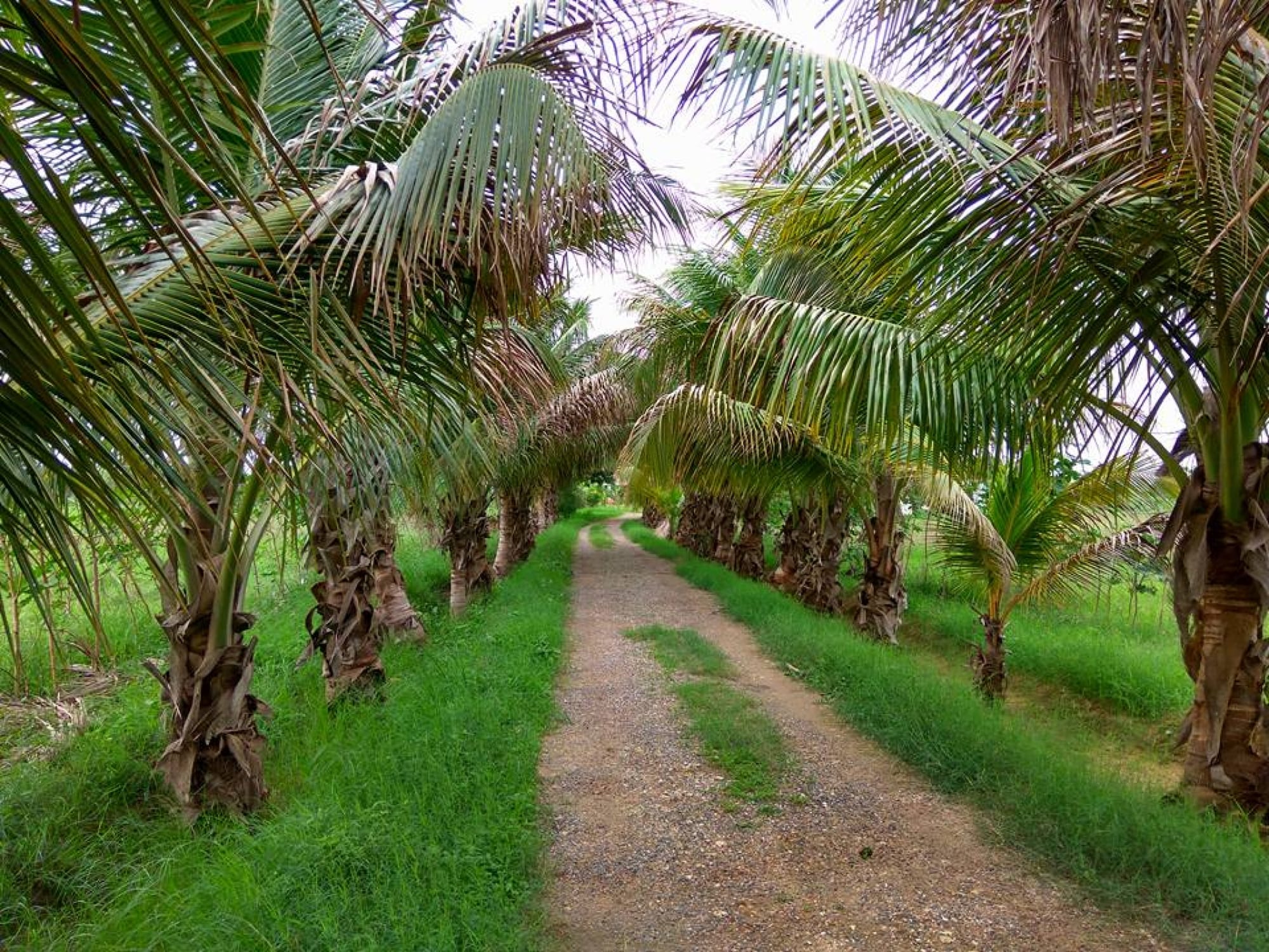 dholka farmhouse