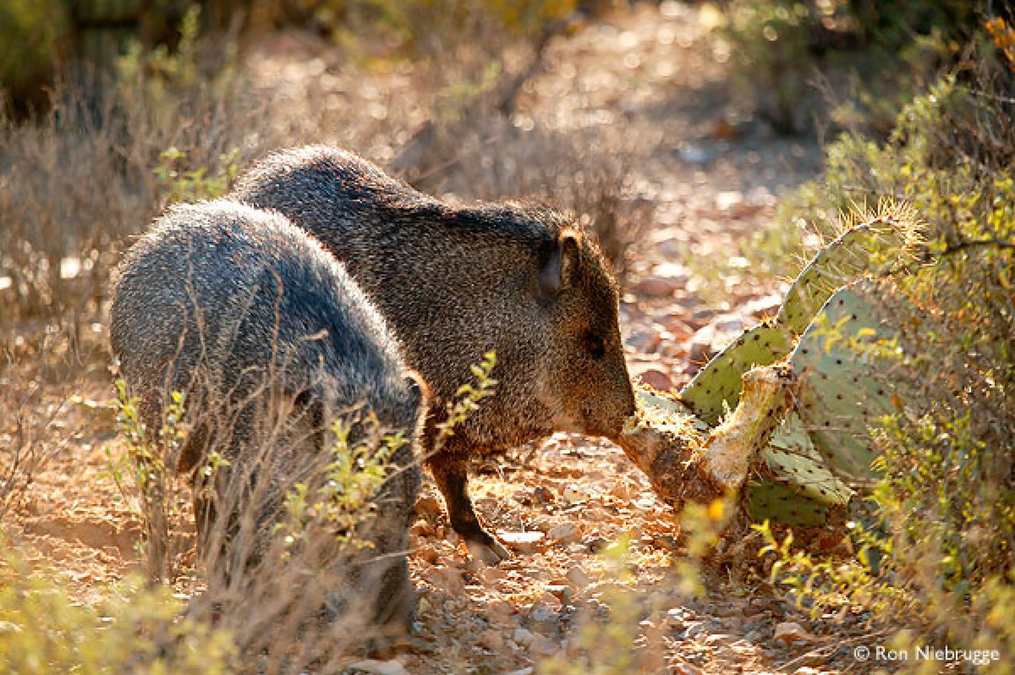 Arizona-Sonora Desert Museum