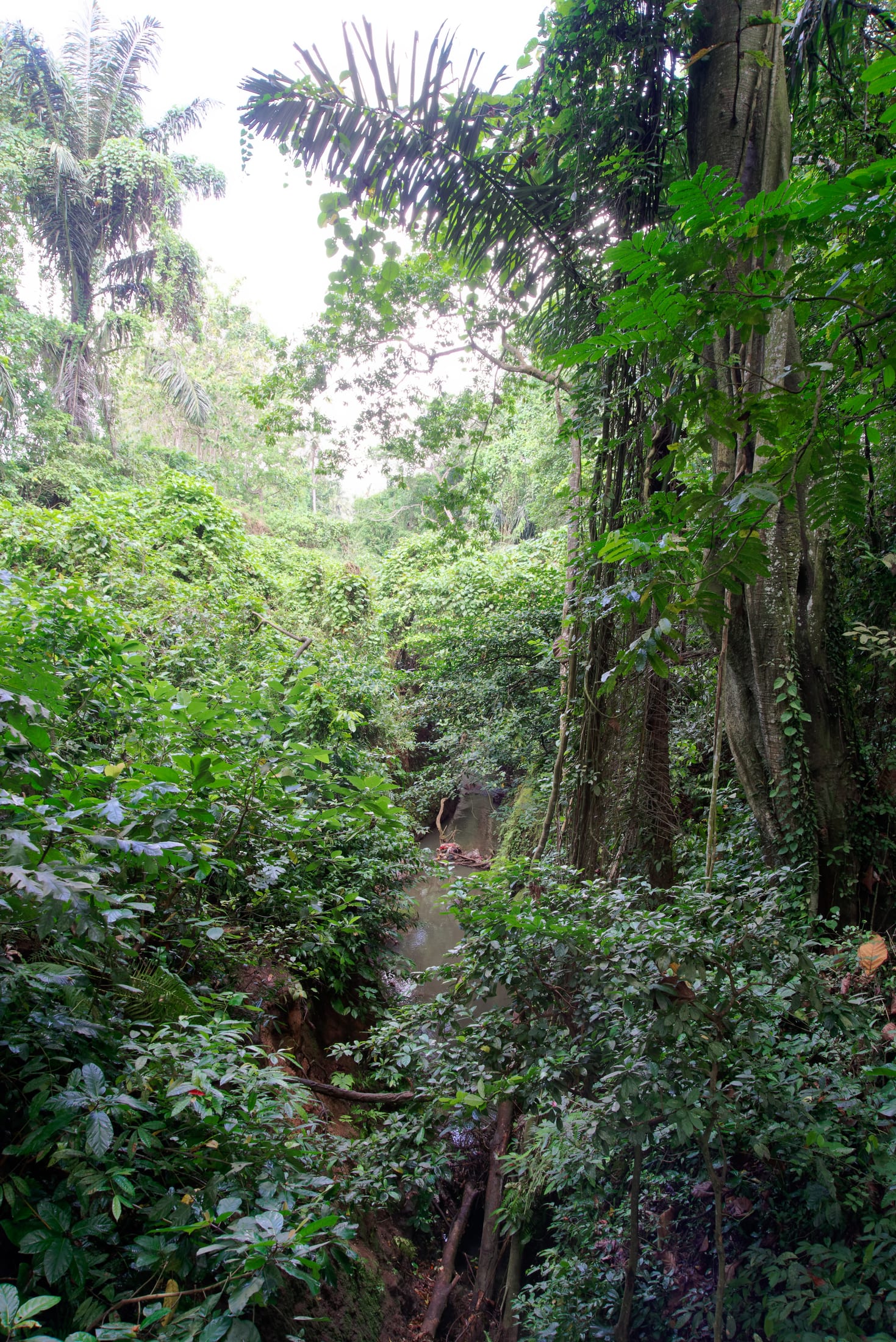 Sacred Monkey Forest Sanctuary