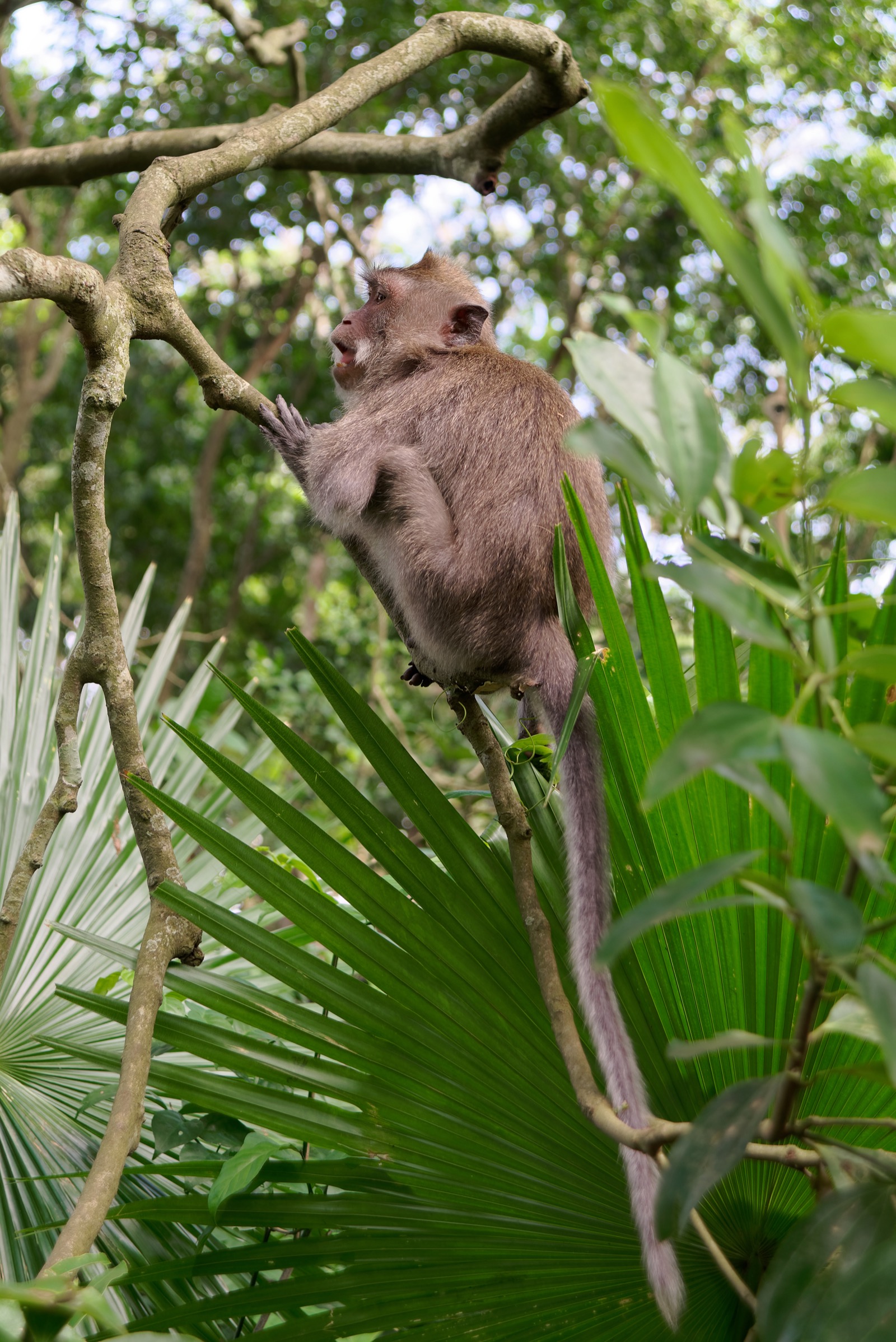 Sacred Monkey Forest Sanctuary