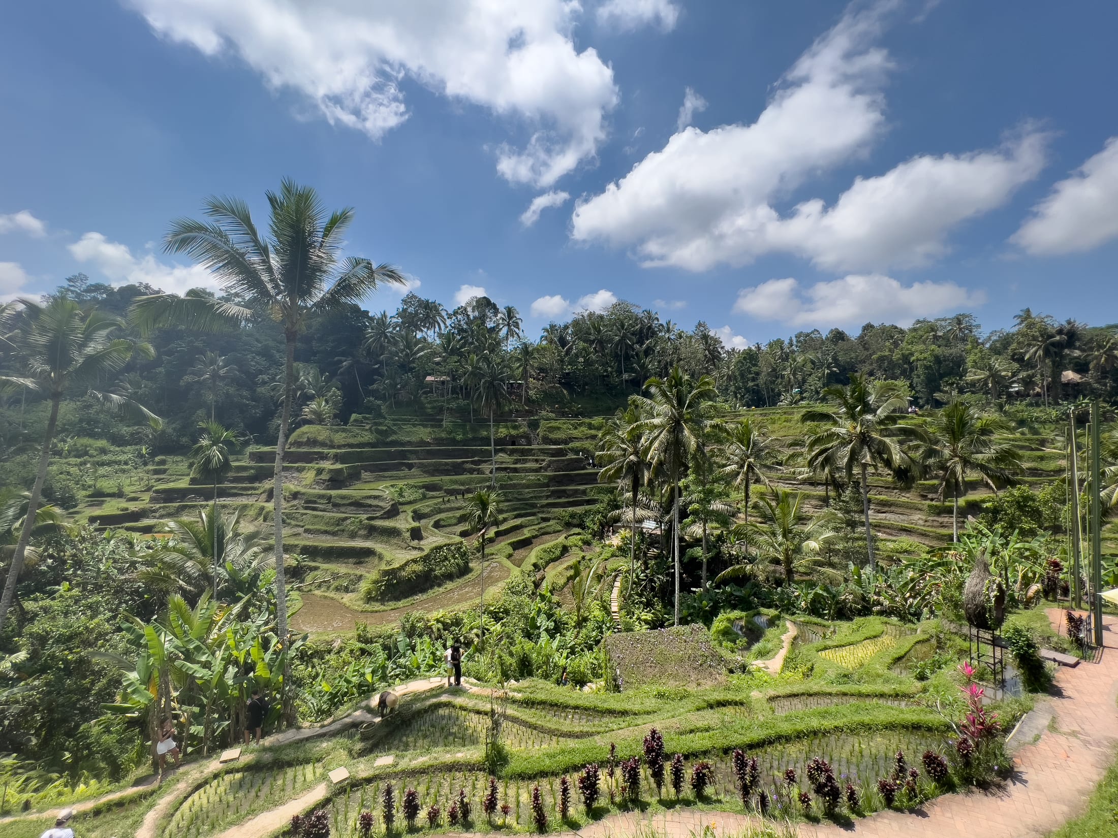 Tegallalang Rice Terraces