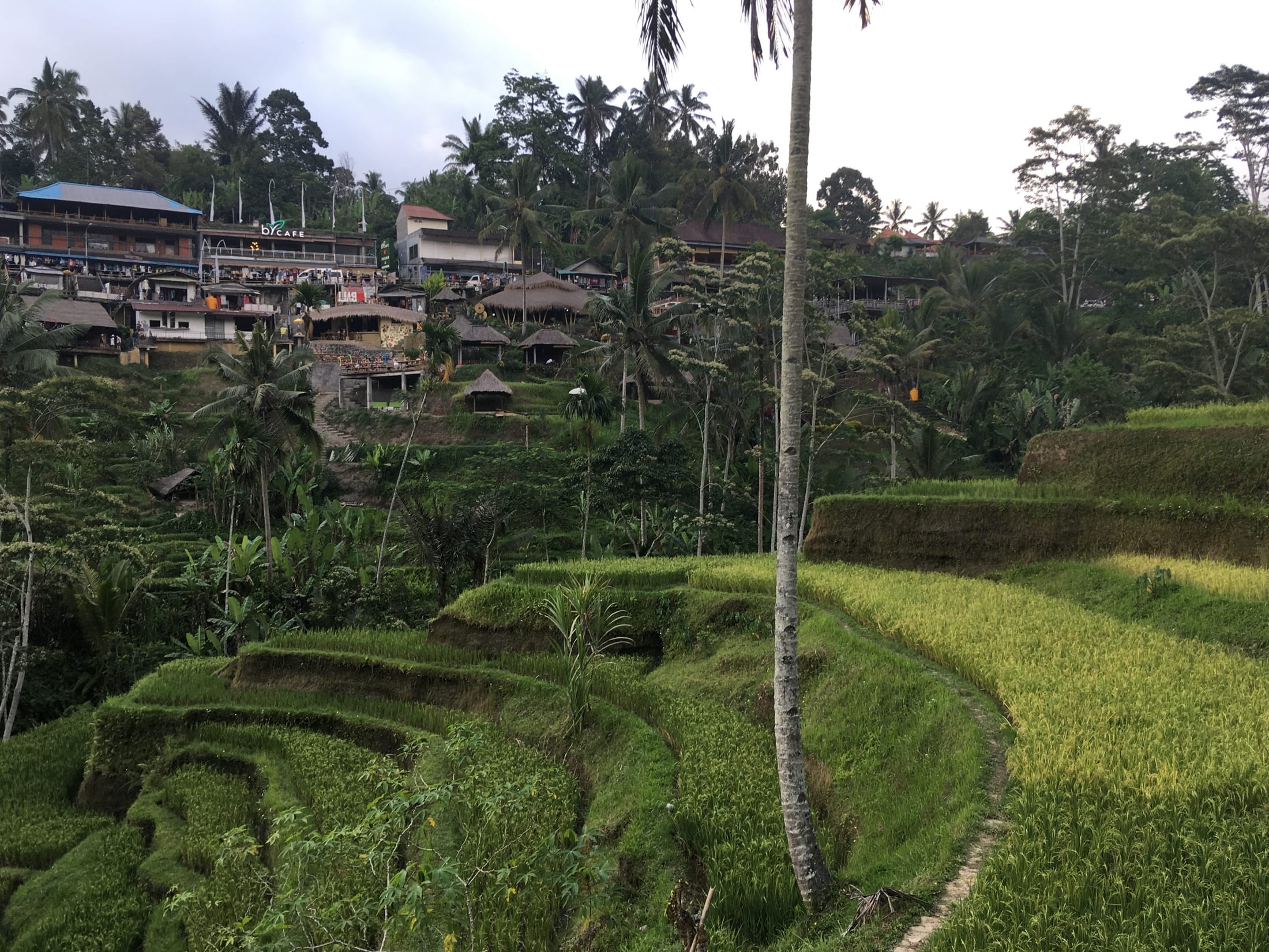 Tegallalang Rice Terraces