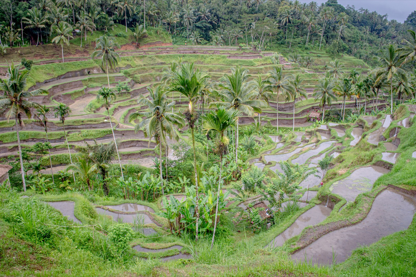 Ubud in a Day