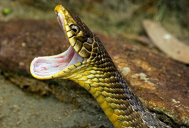 Dudhwa National Park