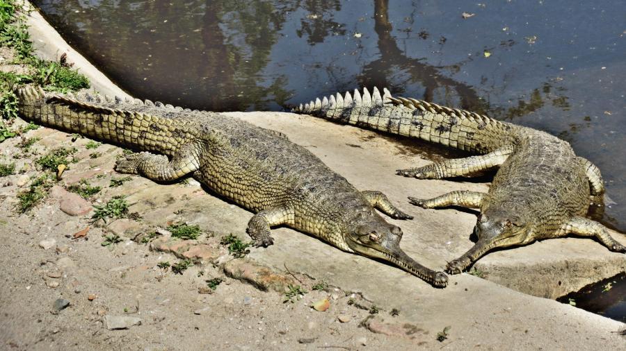 Amirthi Zoological Park