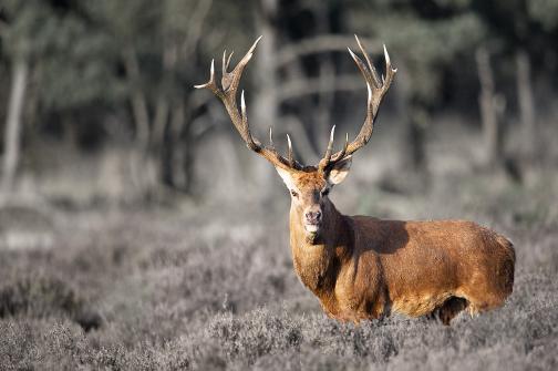 Ralamandal Wildlife Sanctuary