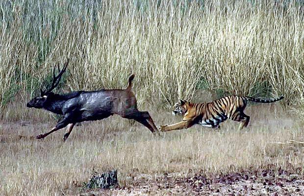 Tadoba Andhari Tiger Reserve