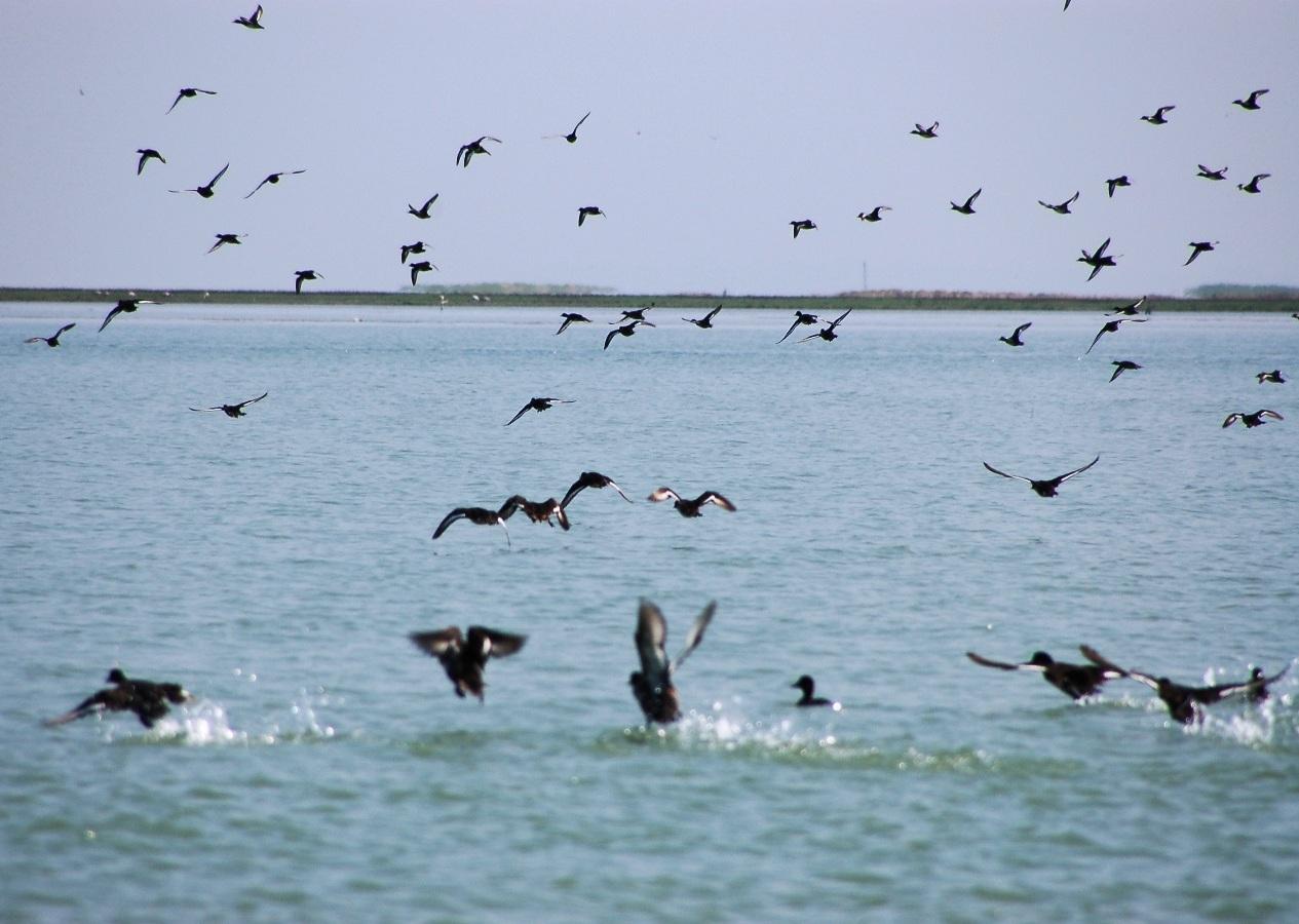 Chilika Lake