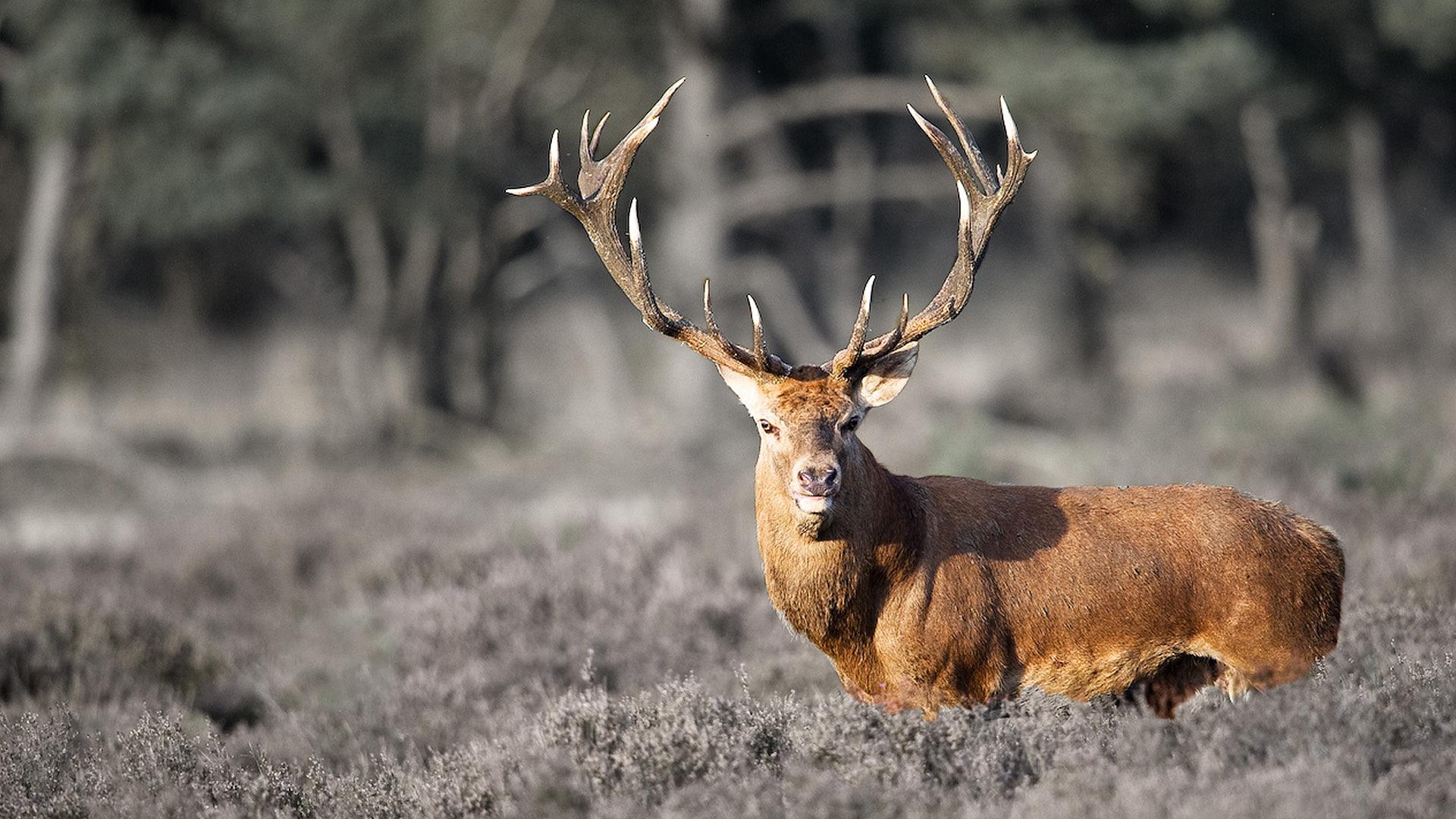 Deer Park