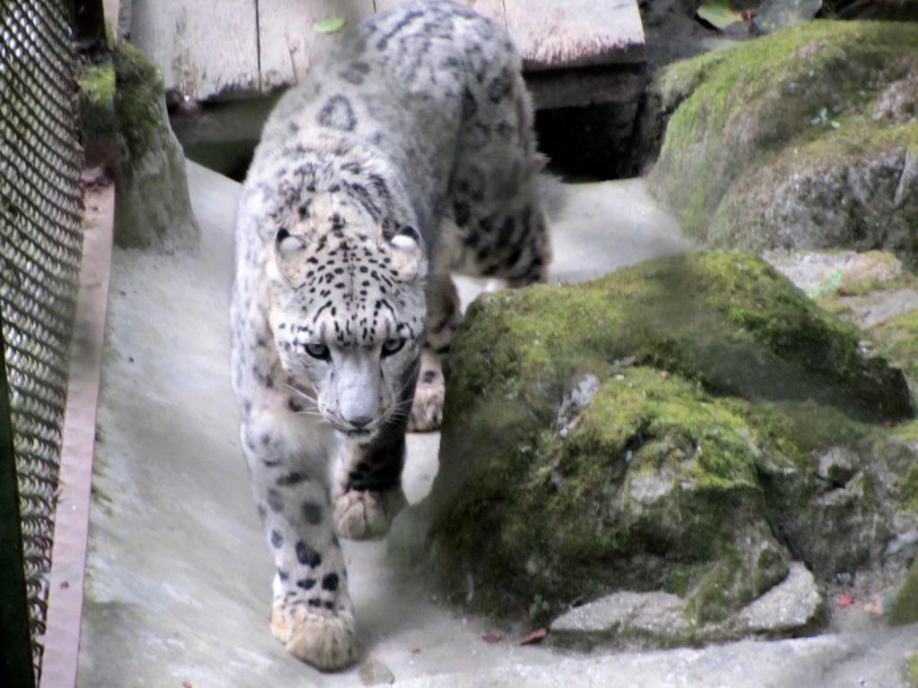 Padmaja Naidu Himalayan Zoological Park