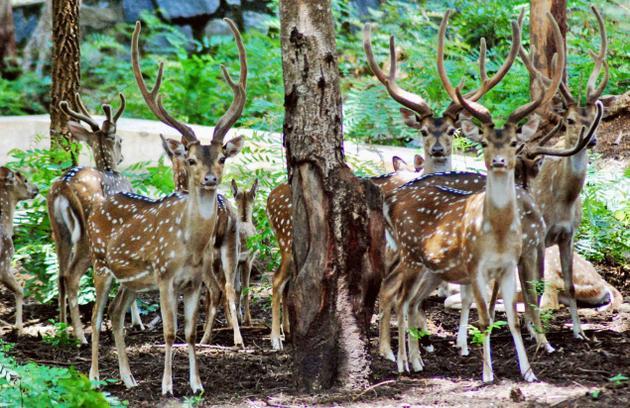 Kurumbapatti Zoological Park