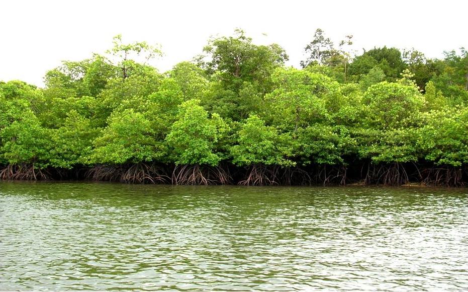 Kodikkarai Wildlife Sanctuary