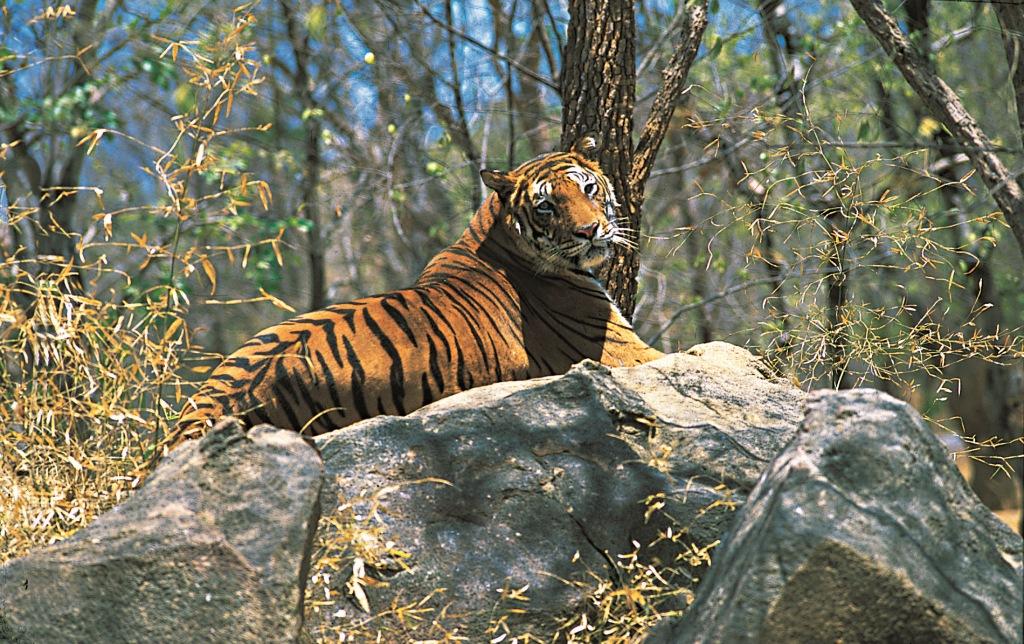 Periyar Tiger Reserve