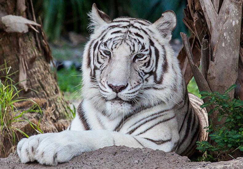 ZooJaipur...