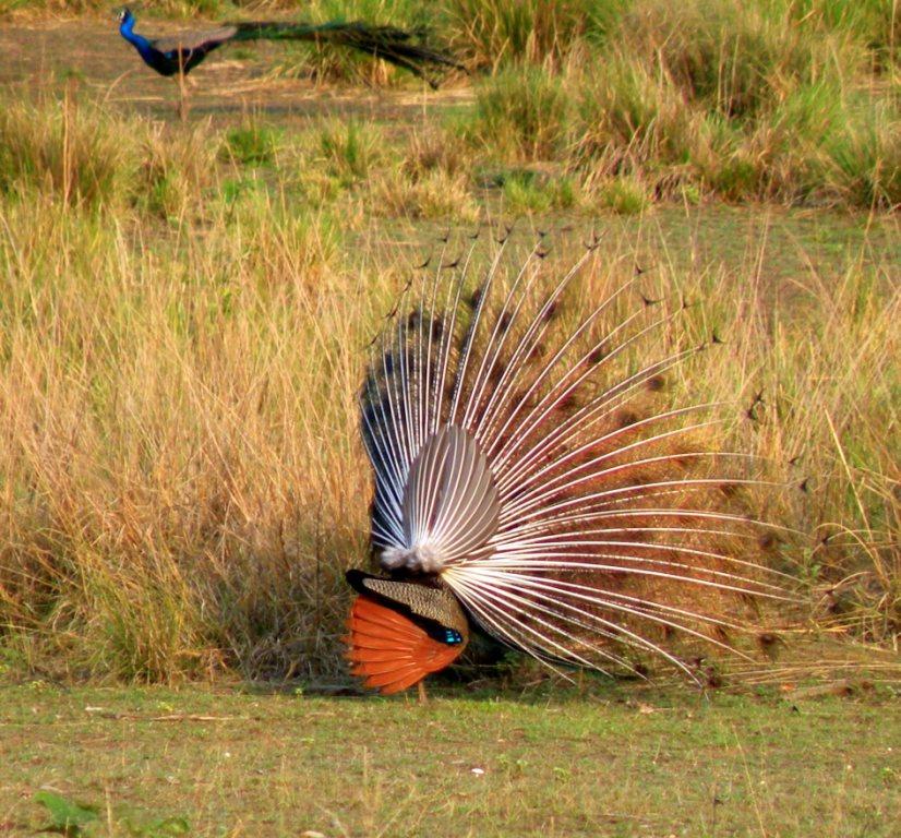 Kanha Jungle Safari