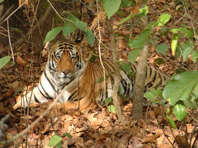 Melghat Tiger Reserve