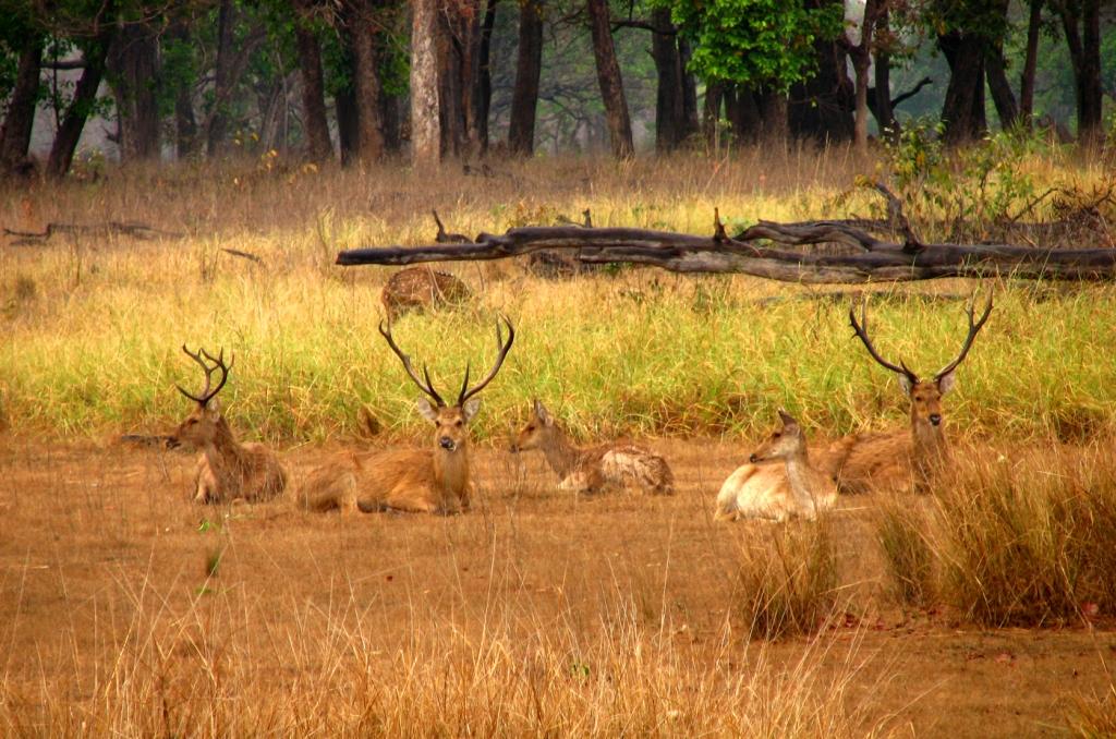 Bamni Dadar