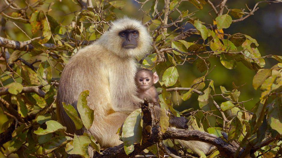 Kanha Jungle Safari