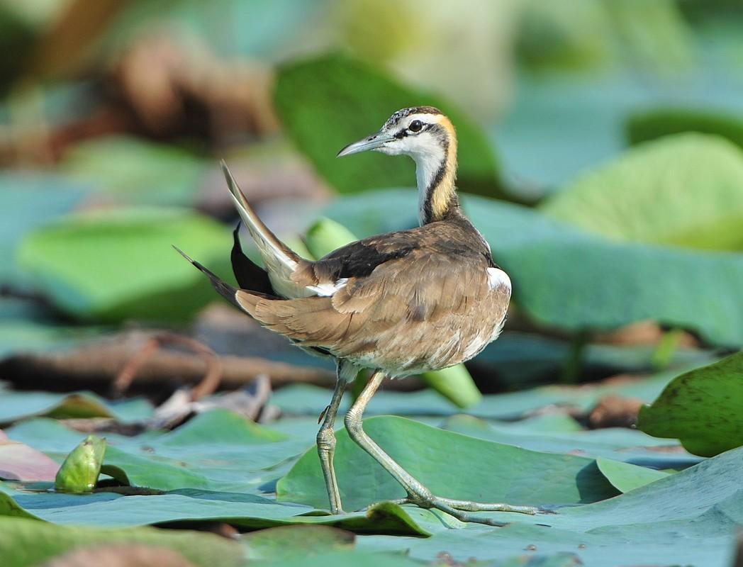 Sepahijala Wildlife Sanctuary
