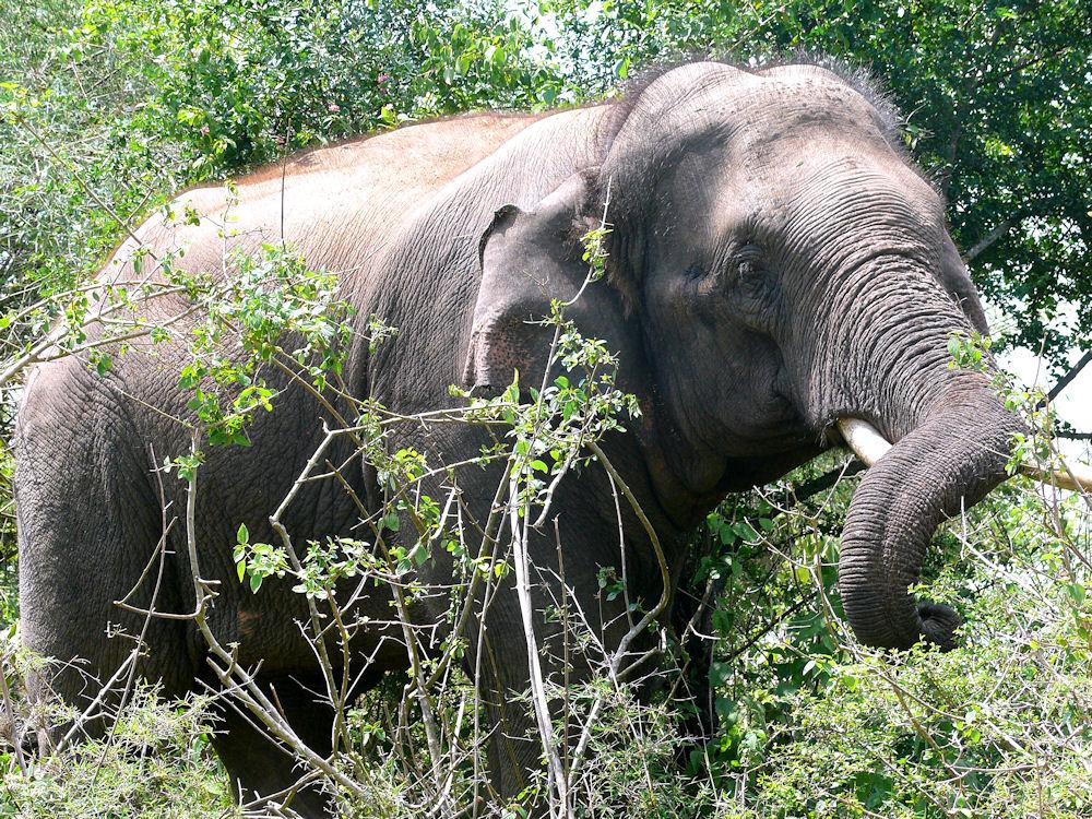 Bhimbandh Wild Life Sanctuary