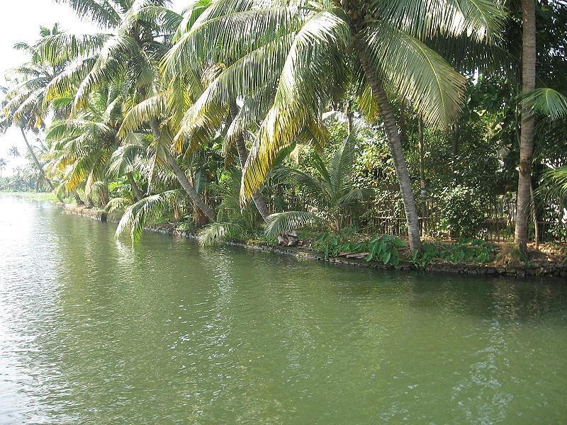 Valiyaparamba Backwaters...