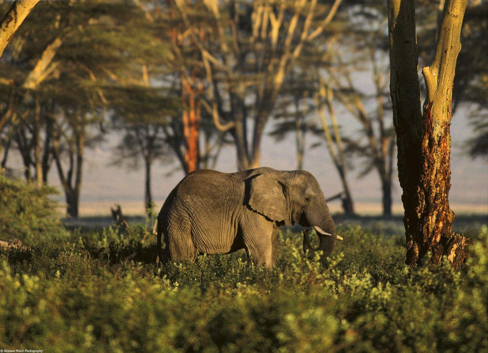 Gumti Wildlife Sanctuary