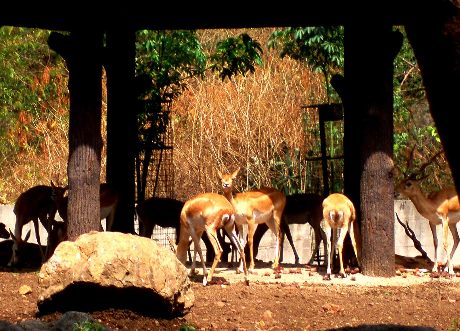 Rajiv Gandhi Zoological Park