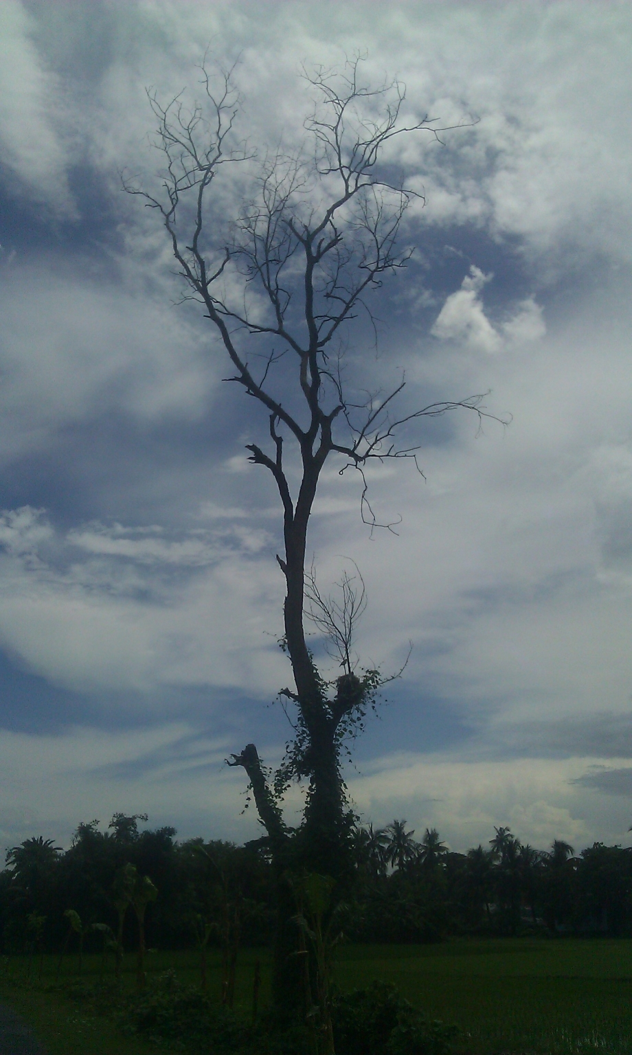 Kushtia