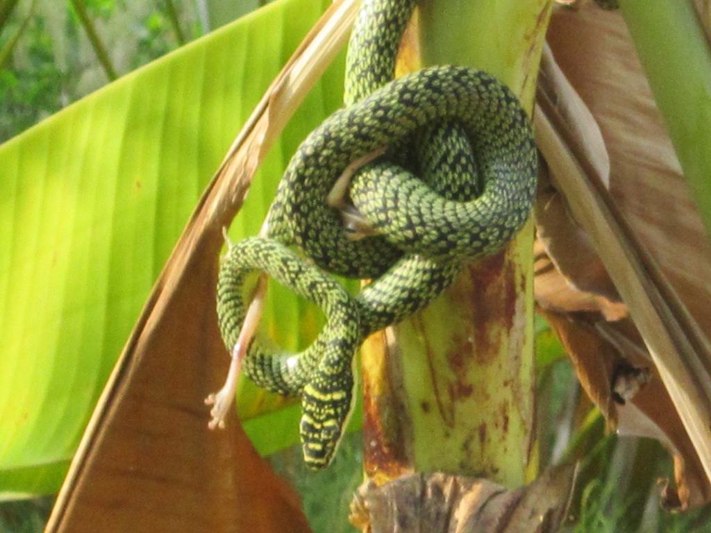 Eravikulam National Park
