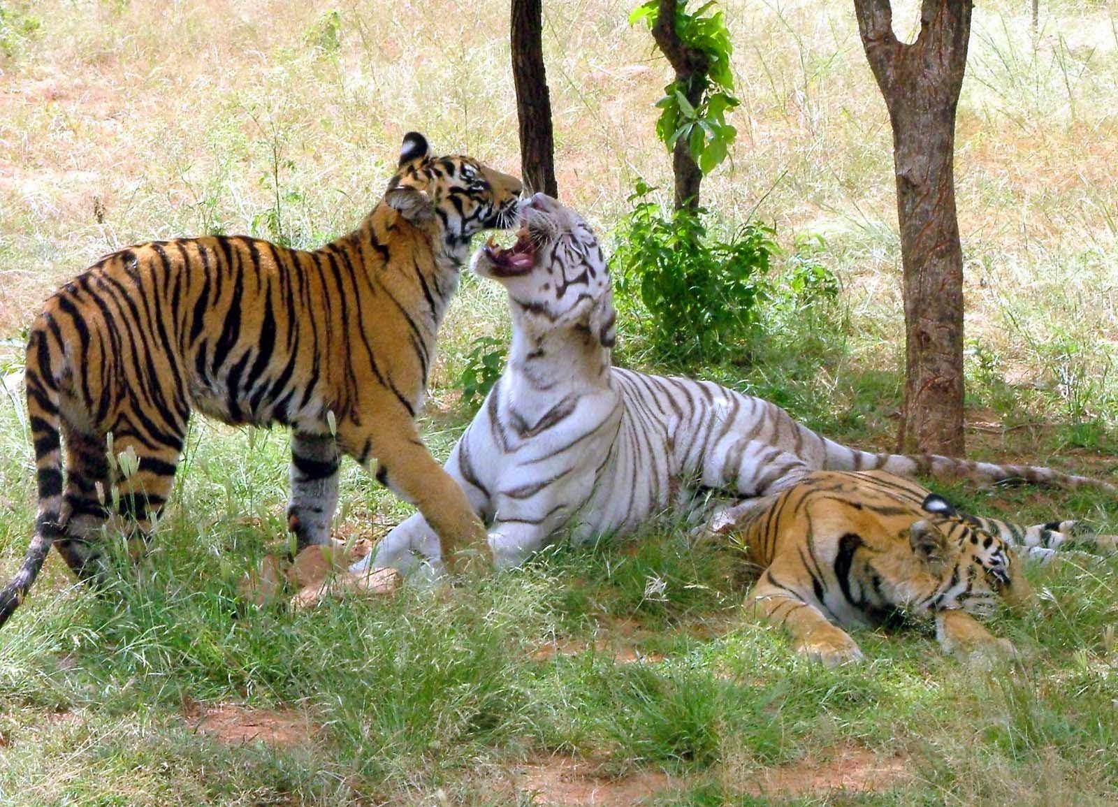 Van Vihar National Park